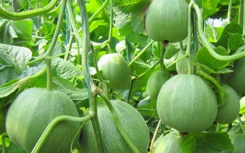 吃瓜网站链接香瓜网,揭秘吃瓜群众的网络乐园