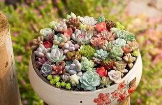 多肉大白兔吃瓜网,瓜网上的萌宠美食之旅