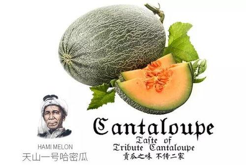 qq网红吃瓜推荐