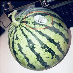 吃瓜网红东北,带你领略东北美食与趣事