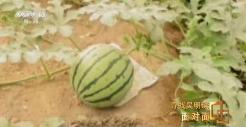 新疆吃瓜网红事件真相,揭秘背后真相与网络舆论的反思