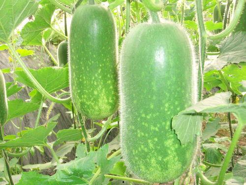 四川网红前十名吃瓜,揭秘前十名网红的幕后故事